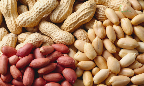 Leite de amendoim caseiro: nutritivo, proteico e cheio de sabor